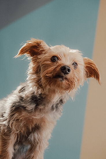 Mitarbeiterfoto Emmy